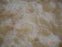 capachino 3.JPG (43556 bytes)