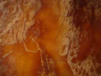 dark caramel2.JPG (56104 bytes)