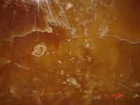 dark caramel.JPG (46562 bytes)